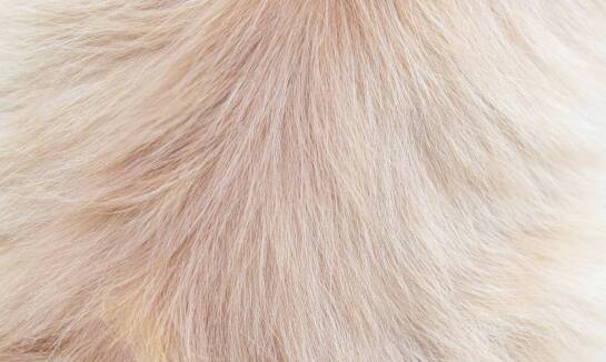 Jakie są najczęstsze problemy skórne u kotów i jak im zapobiegać dzięki profesjonalnej pielęgnacji?