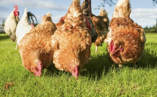 Zrównoważone rolnictwo a produkcja jaj przepiórczych