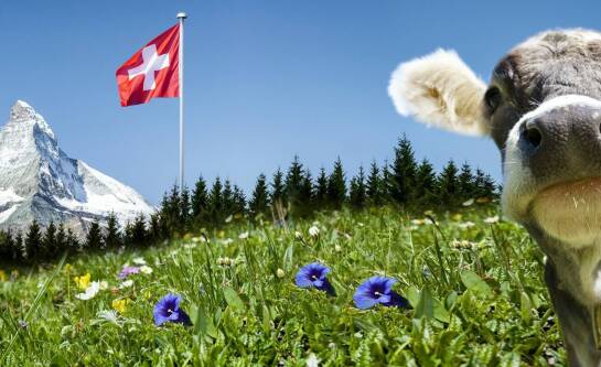 Szpic miniaturowy hodowla - jak zadbać o jego prawidłowy rozwój fizyczny?