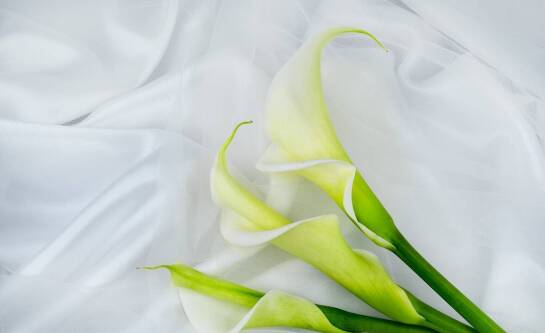 Co wyróżnia sesję ciążową na eleganckim papierze jedwabnym?