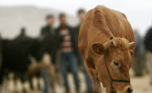 Jakie są oczekiwania hurtowych klientów wobec skupu bydła?