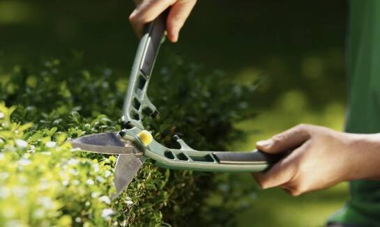 Korzyści płynące z ręcznego zbierania ziół suszonych