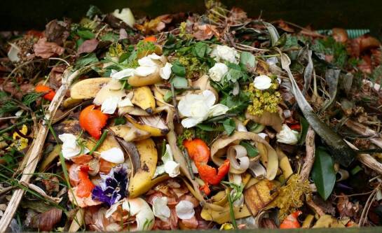 Czy skorupki od jajek można wyrzucać do pojemnika na bioodpady?