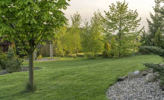 Znaczenie aeracji w pielęgnacji świeżo założonego trawnika.