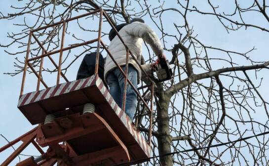Profesjonalne przycinanie drzew - jak zapewniamy zdrowy rozwój dla roślin?