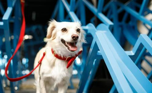 Rola specjalistycznych programów rehabilitacyjnych w powrocie psów do zdrowia