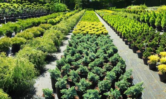 Szkółka drzew w Mazowieckiem: wybór idealnych roślin na każdą okazję