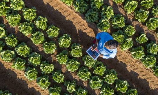 Efektywność w zrównoważonym rolnictwie – co warto wiedzieć?