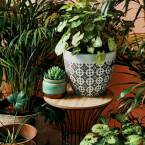 Rośliny doniczkowe do ciemnych pomieszczeń