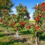 Jak rozplanować drzewa owocowe w ogrodzie? Praktyczne porady