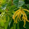 Ylang ylang: jak pachnie i dlaczego jest tak ceniony w perfumiarstwie?