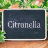 Citronella: co to jest i jak wykorzystać ją w domu?