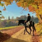 Jakie ubezpieczenie wybrać do jazdy konnej?