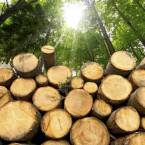 Jakie są główne rodzaje biomasy wykorzystywanej w energetyce?