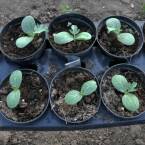 Jaka ziemia jest najlepsza do skrzynek na warzywa?