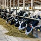 Hodowla bydła mięsnego – od czego zacząć