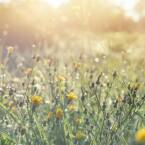 Jak robić dobre zdjęcia?