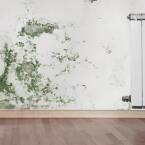 Grzyb w pokoju co robić