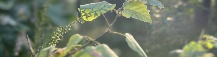 Gdzie można kupić koalę?