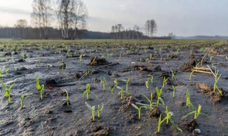 Fizjologia kiełkowania i krzewienia — dlaczego wczesny siew owsa jarego warunkuje głębokie ukorzenianie na słabszych stanowiskach