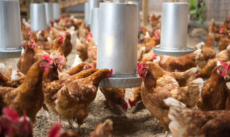 Co powinieneś wiedzieć, zanim założysz hodowlę drobiu?