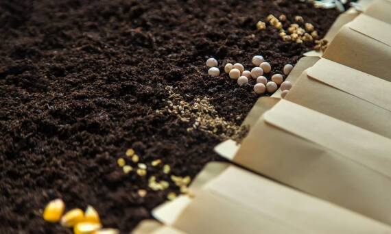 Wpływ nasion na jakość plonów