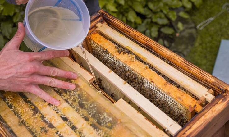 Czym są gotowe inwerty pszczele i jak je stosować?