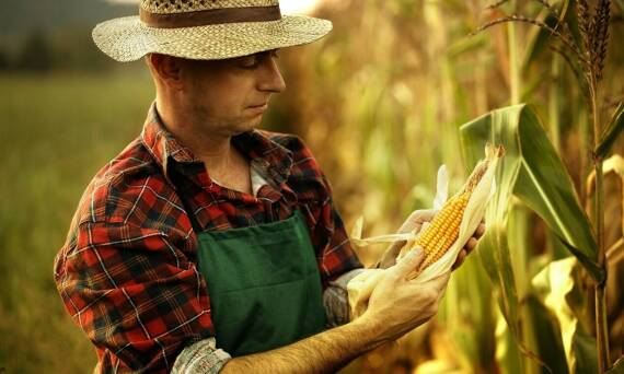 Jak odróżnić kukurydzę pastewną od spożywczej?