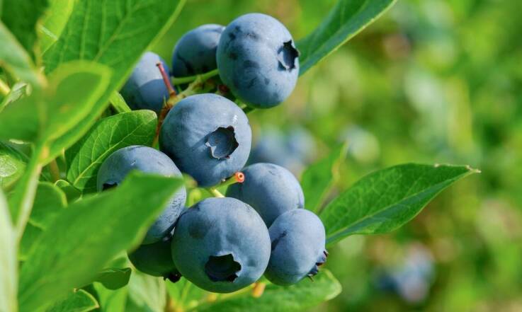 Na tropie smacznych owoców borówki amerykańskiej