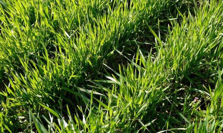 Czym wyróżniają się zboża ozime?