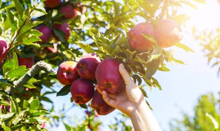 Jak działa biostymulator owoców?