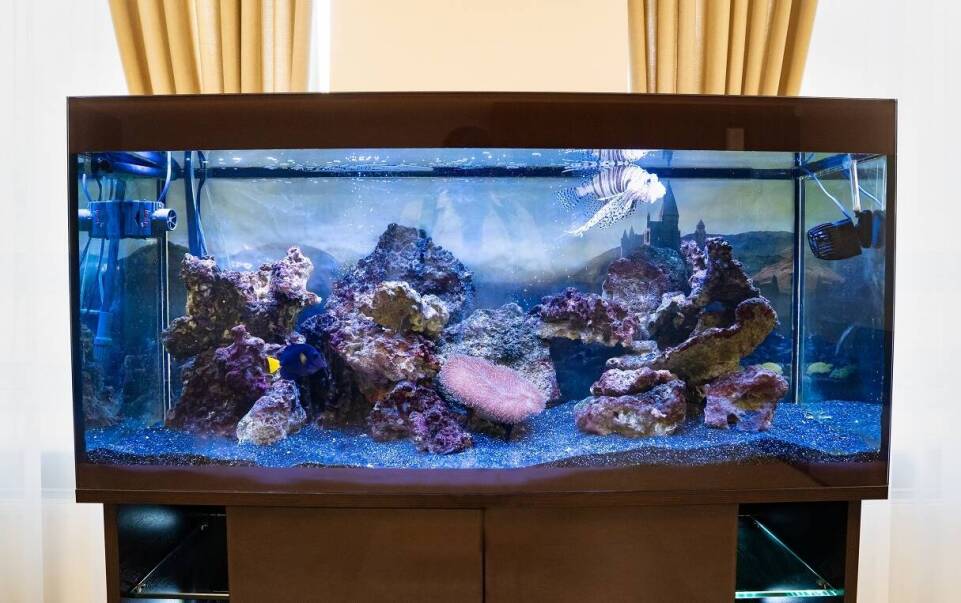 Jak zaprojektować dobre akwarium?