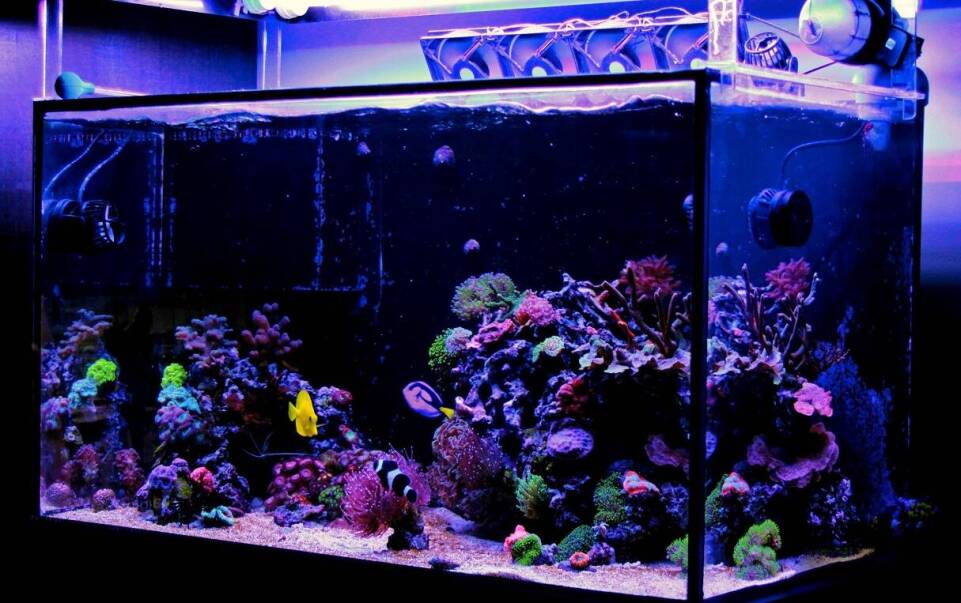 Jak optycznie zwiększyć akwarium?