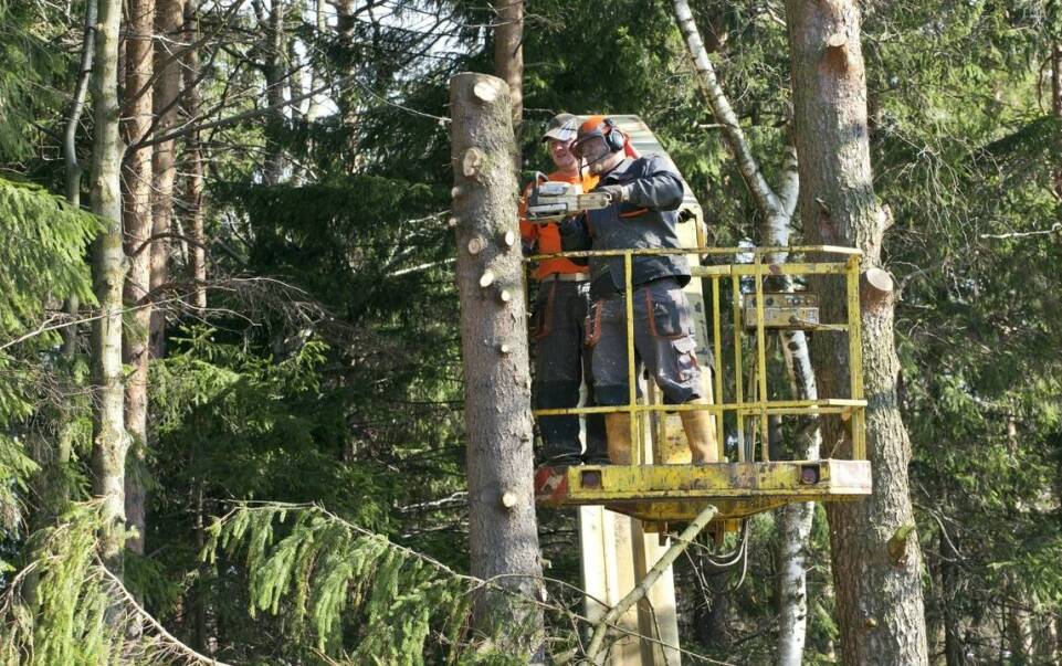 Wybór odpowiedniej odzieży roboczej dla pracowników sektora leśnictwa