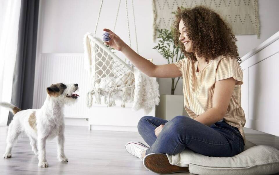 Kule węchowe czy zabawki interaktywne - jaki rodzaj aktywizacji wybrać dla psa?