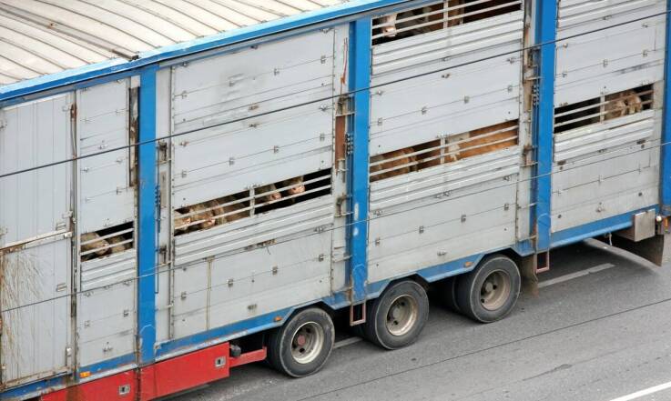 Co powinno zawierać zgłoszenie do transportu martwych zwierząt?