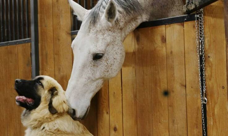 Kangal hodowla cena: jakie dodatkowe usługi oferują hodowcy przy sprzedaży szczeniąt?
