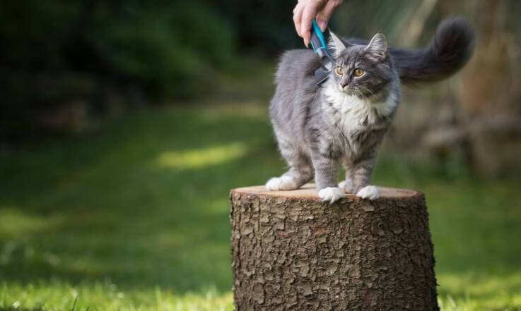 Czochradło jako element wyposażenia farmy – jak je wykorzystać?