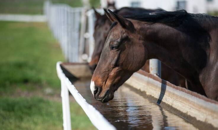 Czy koniom można podawać chleb?