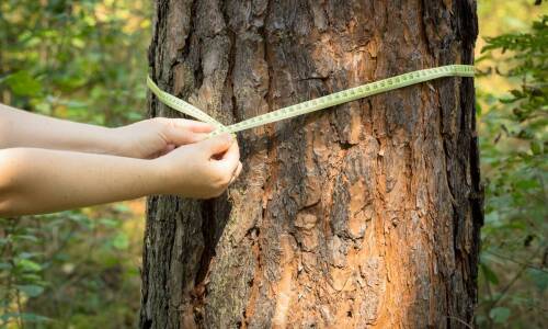 Przykłady działań ochronnych rekomendowanych przez certyfikowanych inspektorów drzew