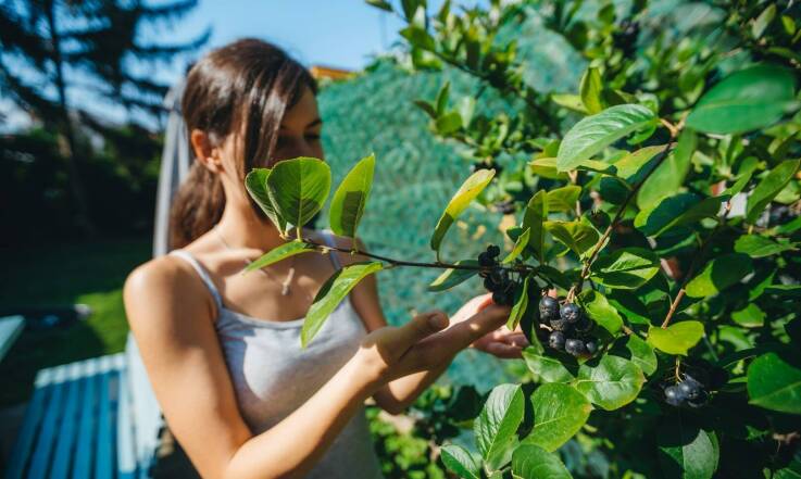 Porady sadowników: kiedy najlepiej sadzić drzewka owocowe?