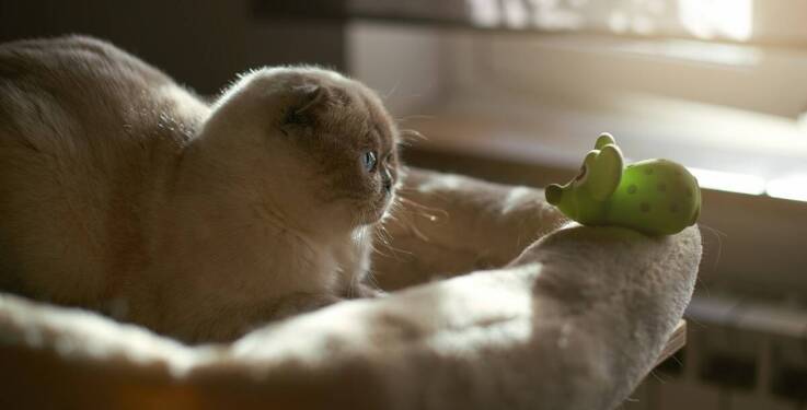 Od czego zależy koszt hotelu dla kota?