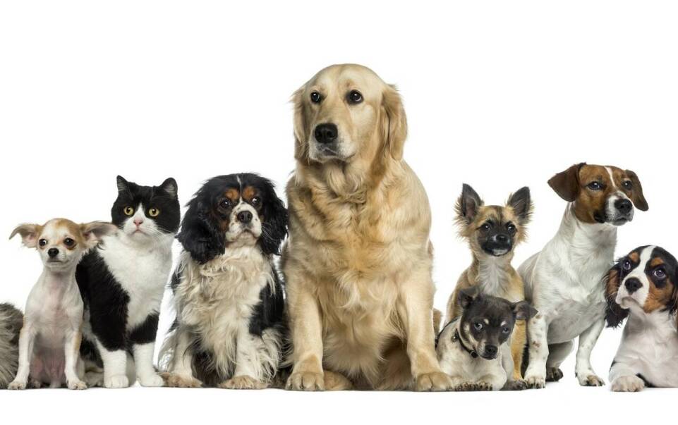 Co powinno się brać pod uwagę przy wyborze urny dla psa lub kota?