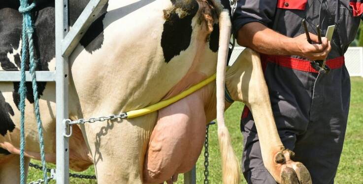 Na czym polega inseminacja zwierząt?