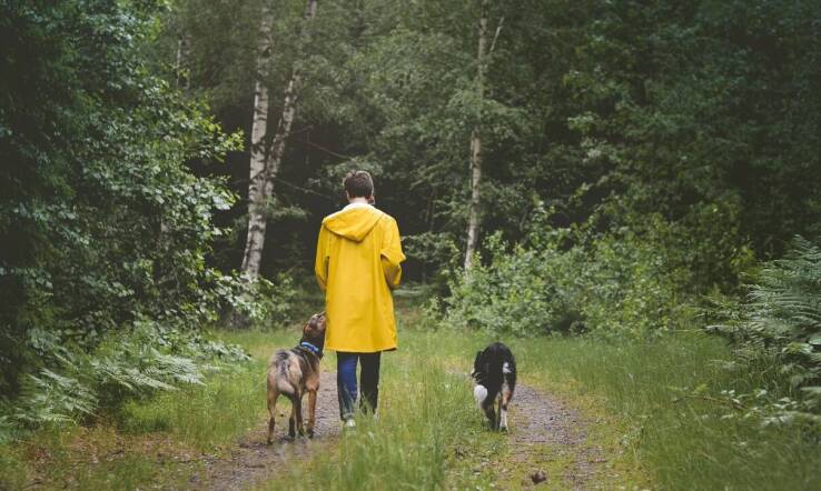 Krematoria dla psów a ekologiczne metody pochówku – co warto wiedzieć?