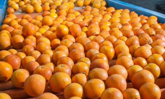 Gdzie znajdują zastosowanie automaty do ananasów i jakie jest ich zadanie?