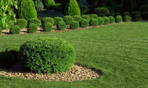 Jakie rośliny na żywopłoty dostępne są w Łodzi?