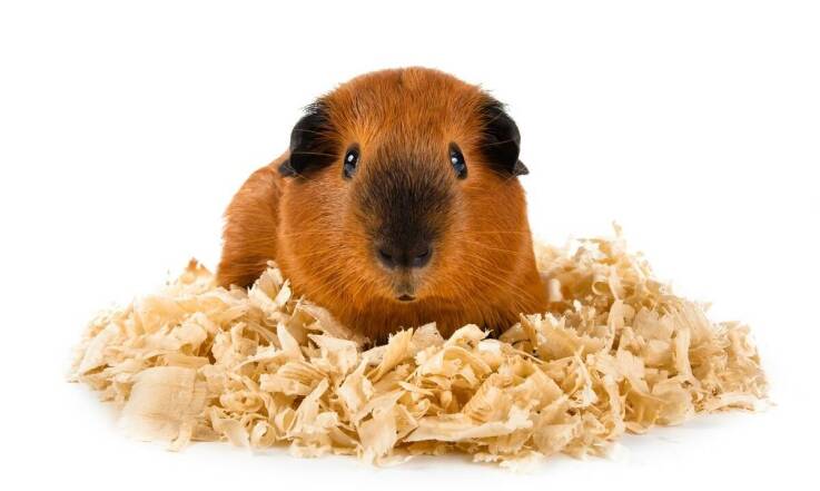 Jakie są różnice między matami konopnymi a trocinami jako podłożem?