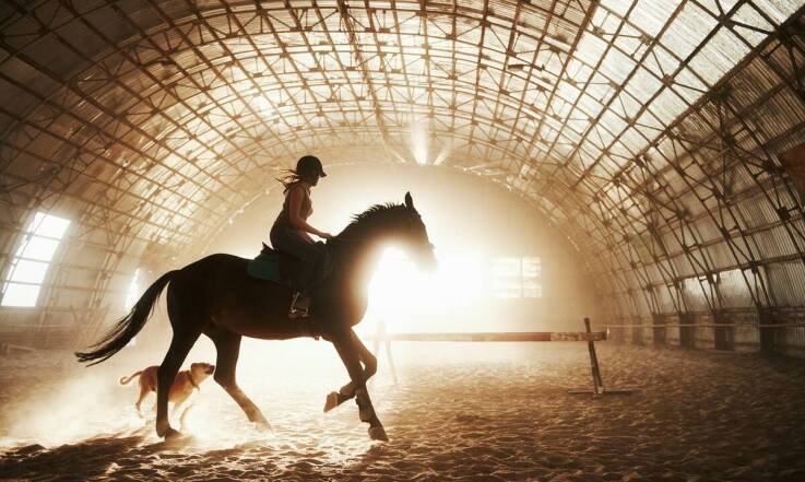 Jakie cechy powinien mieć koń ujeżdżeniowy, aby był atrakcyjny dla kupujących?