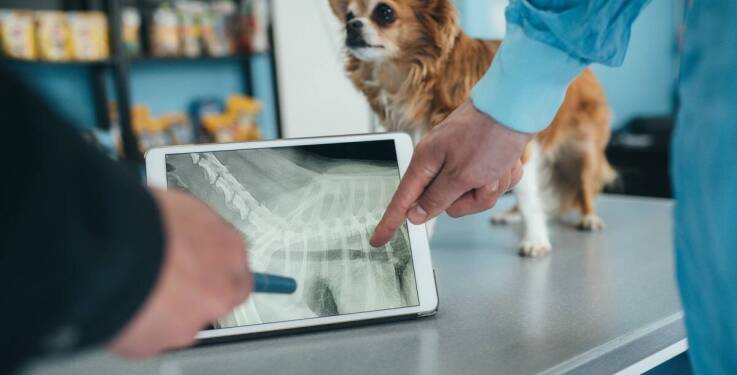 Jakie rodzaje badań rtg są dostępne dla różnych gatunków zwierząt?